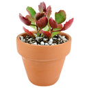 succulents garden, Rare succulents, succulent subscription, succulent care, monthly succulents, Six Angled Kalanchoe in California, How to grow Six Angled Kalanchoe