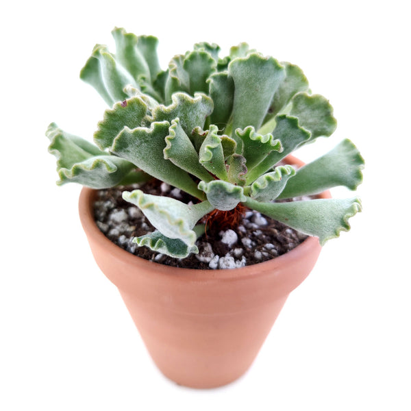 key lime succulent care Key Lime Pie Plant Adromischus Cristatus