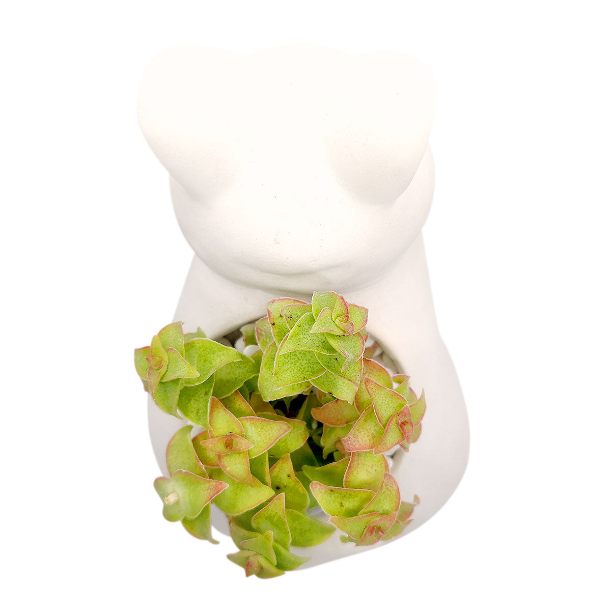 DIY Ceramic Kitty Pot for sale, White Ceramic Cat Planter Pot, Unique Succulent Gift, craft supplies, cat shaped planter pot, succulent pot plant pot DIY pot