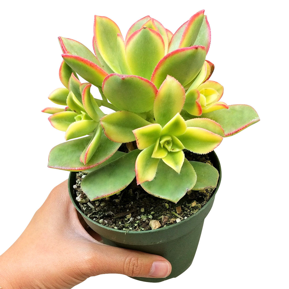 aoenium, aeonium arboreum, succulent plant, Succulents shop near me, succulent care guide, succulent care tips, succulent subscription, succulents garden, succulents store in CA, succulent care, aeonium arboreum in California, How to grow aeonium arboreum