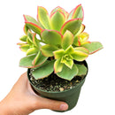 aoenium, aeonium arboreum, succulent plant, Succulents shop near me, succulent care guide, succulent care tips, succulent subscription, succulents garden, succulents store in CA, succulent care, aeonium arboreum in California, How to grow aeonium arboreum