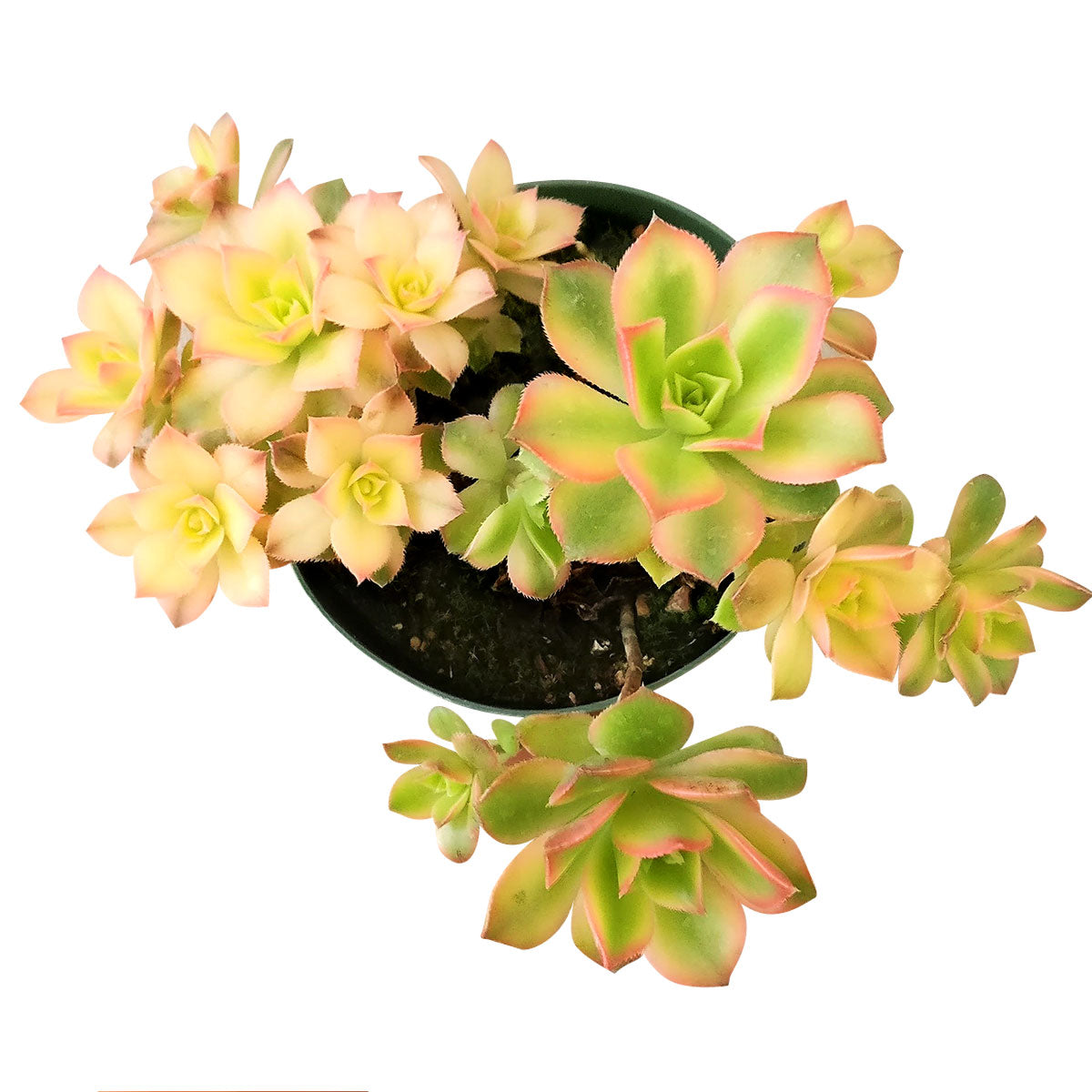 aoenium, aeonium arboreum, succulent plant, Succulents shop near me, succulent care guide, succulent care tips, succulent subscription, succulents garden, succulents store in CA, succulent care, aeonium arboreum in California, How to grow aeonium arboreum