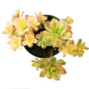 aoenium, aeonium arboreum, succulent plant, Succulents shop near me, succulent care guide, succulent care tips, succulent subscription, succulents garden, succulents store in CA, succulent care, aeonium arboreum in California, How to grow aeonium arboreum