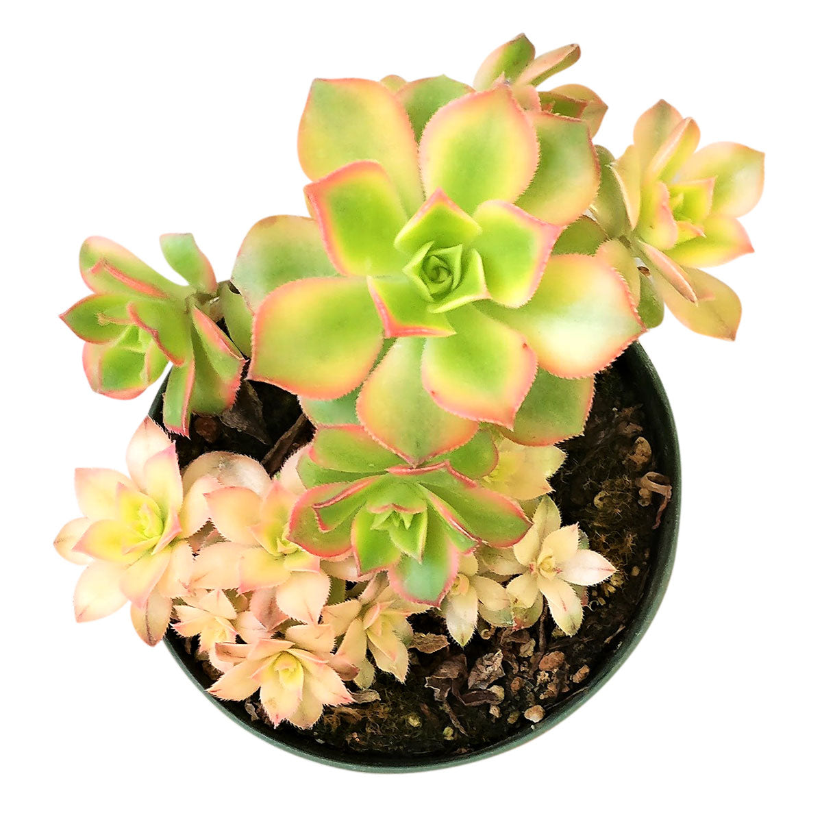 aoenium, aeonium arboreum, succulent plant, Succulents shop near me, succulent care guide, succulent care tips, succulent subscription, succulents garden, succulents store in CA, succulent care, aeonium arboreum in California, How to grow aeonium arboreum