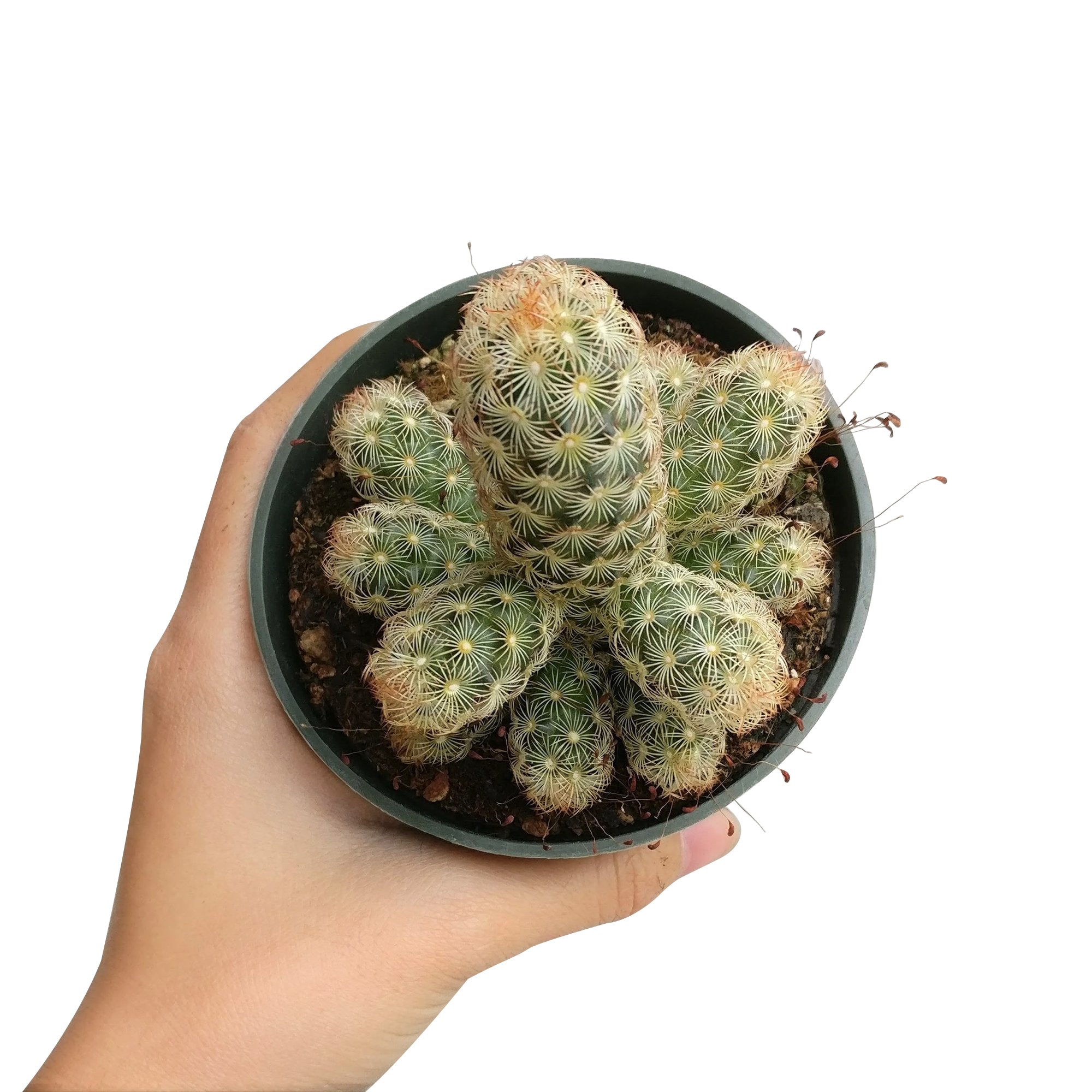 types of finger cactus Lady Fingers Cactus Mammillaria Elongata | Easy to Grow Cactus for Beginners