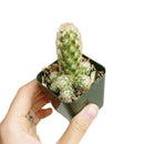 Lady Fingers Cactus for sale, cactus, succulents shop in California, succulent plant, succulents store in CA, how to grow succulents, succulent care, succulents garden, succulent care guide, Lady Fingers Cactus in California, How to grow Lady Fingers Cactus, cactus, cactus succulent, succulent cactus, cacti, cactus and succulents, succulents box, succulent shop, buy succulents online