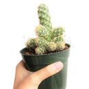 Lady Fingers Cactus for sale, cactus, succulents shop in California, succulent plant, succulents store in CA, how to grow succulents, succulent care, succulents garden, succulent care guide, Lady Fingers Cactus in California, How to grow Lady Fingers Cactus, cactus, cactus succulent, succulent cactus, cacti, cactus and succulents, succulents box, succulent shop, buy succulents online