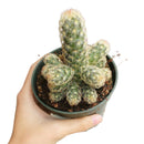 Lady Fingers Cactus for sale, cactus, succulents shop in California, succulent plant, succulents store in CA, how to grow succulents, succulent care, succulents garden, succulent care guide, Lady Fingers Cactus in California, How to grow Lady Fingers Cactus, cactus, cactus succulent, succulent cactus, cacti, cactus and succulents, succulents box, succulent shop, buy succulents online