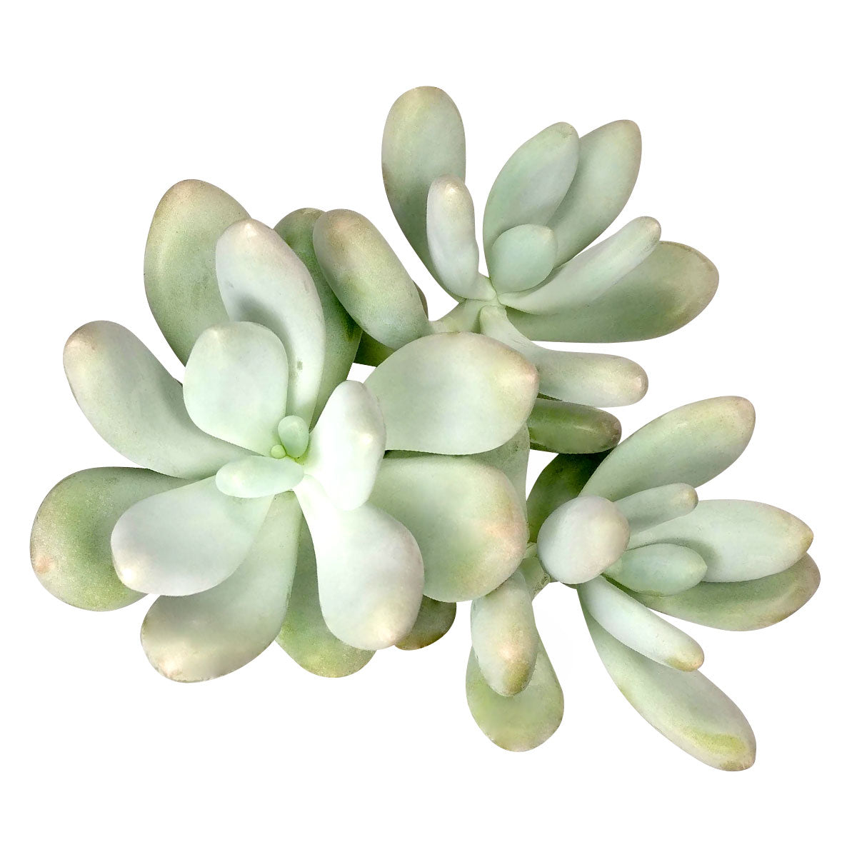 lavender pebble succulent Lavender Pebbles Graptopetalum amethystinum | Care Guide