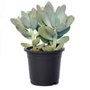 Lavender Pebbles for sale, succulents store in CA, monthly succulents, succulent care tips, succulent care guide, Succulents shop near me, succulent subscription, how to grow succulents, cactus, Lavender Pebbles in California, How to grow Lavender Pebbles, rare succulents, rare succulents for sale, unique succulents, buy succulents online, rare succulent, succulent shop, unusual succulents, succulent store, succulents online