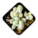 Lavender Pebbles for sale, succulents store in CA, monthly succulents, succulent care tips, succulent care guide, Succulents shop near me, succulent subscription, how to grow succulents, cactus, Lavender Pebbles in California, How to grow Lavender Pebbles, rare succulents, rare succulents for sale, unique succulents, buy succulents online, rare succulent, succulent shop, unusual succulents, succulent store, succulents online