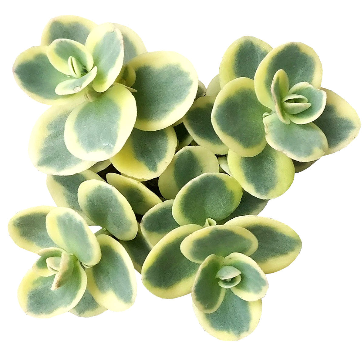 sunsparkler succulent Sunsparkler Lime Twister Sedum (Rare & Limited)
