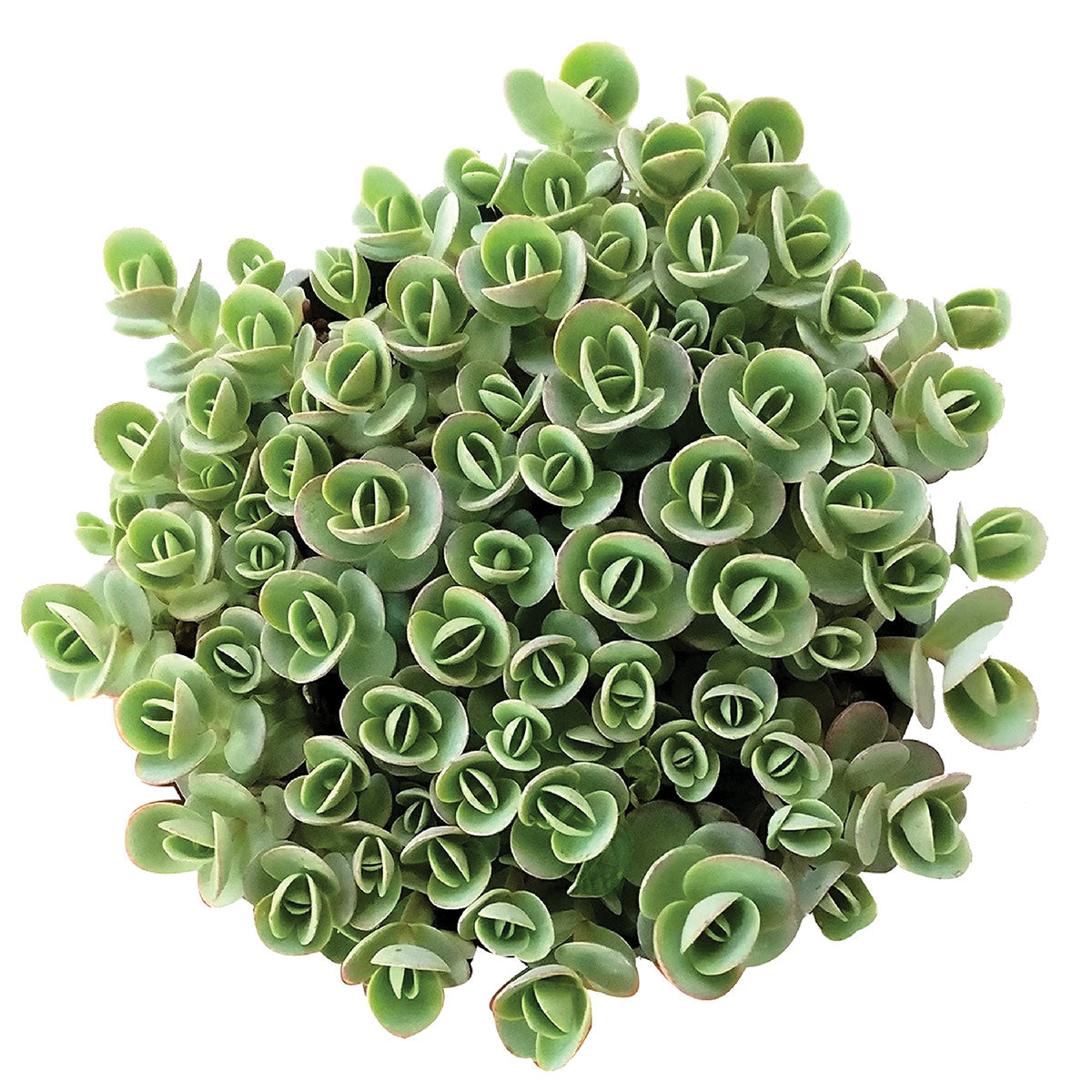 sedum lime zinger succulent Sedum Lime Zinger Succulent