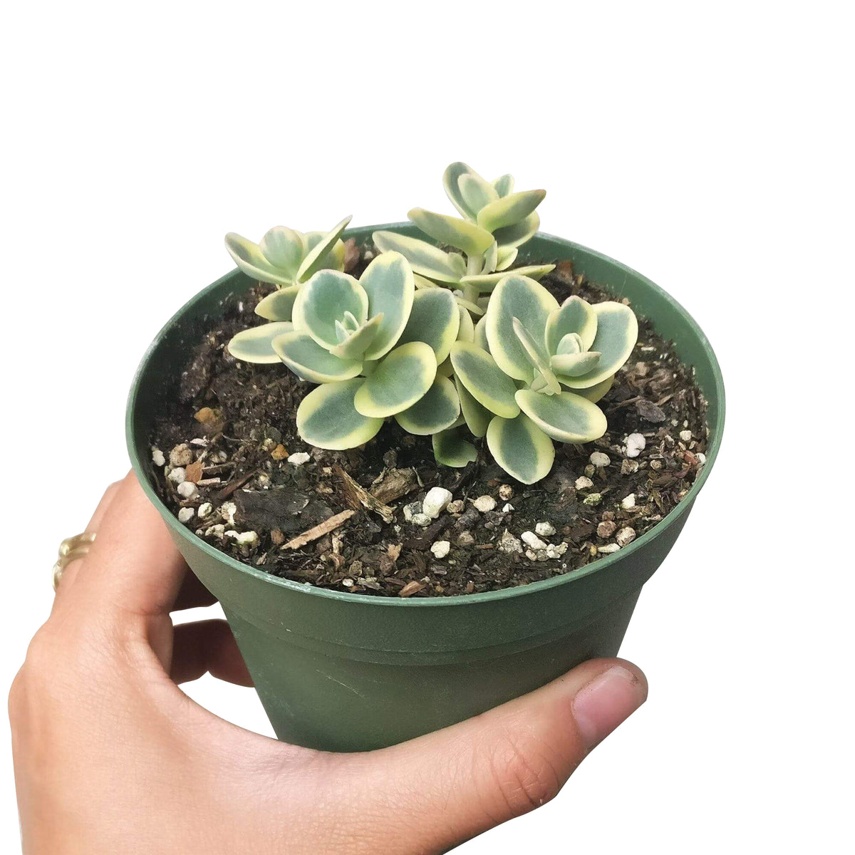 Lime twister sedum for sale, Succulents shop near me, succulent care guide, succulent subscription, indoor succulents, succulents shop in California, succulents store in CA, Succulents, succulents garden, Lime twister sedum in California, How to grow Lime twister sedum