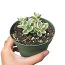 Lime twister sedum for sale, Succulents shop near me, succulent care guide, succulent subscription, indoor succulents, succulents shop in California, succulents store in CA, Succulents, succulents garden, Lime twister sedum in California, How to grow Lime twister sedum