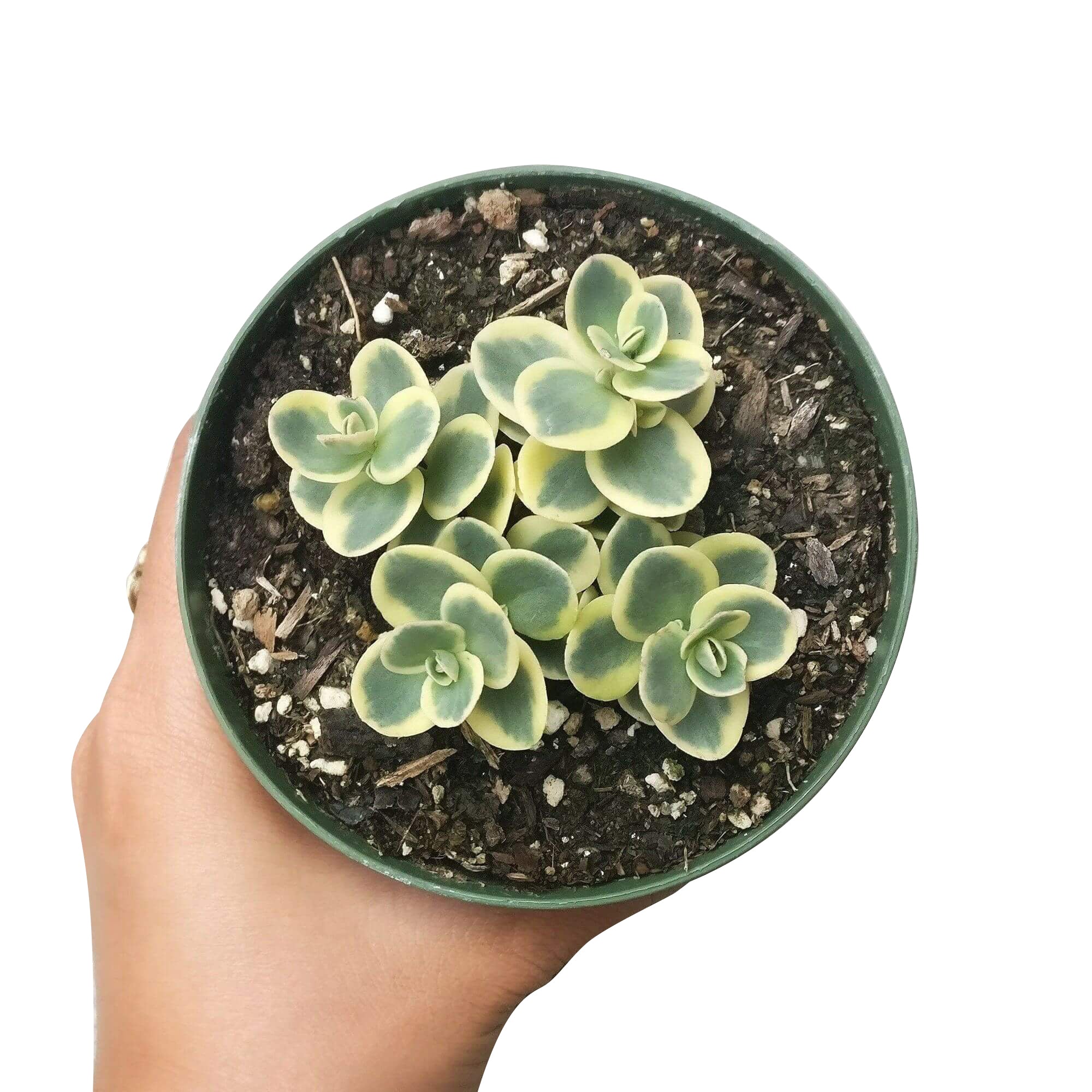 lime twister sedum succulent Sunsparkler Lime Twister Sedum (Rare & Limited)