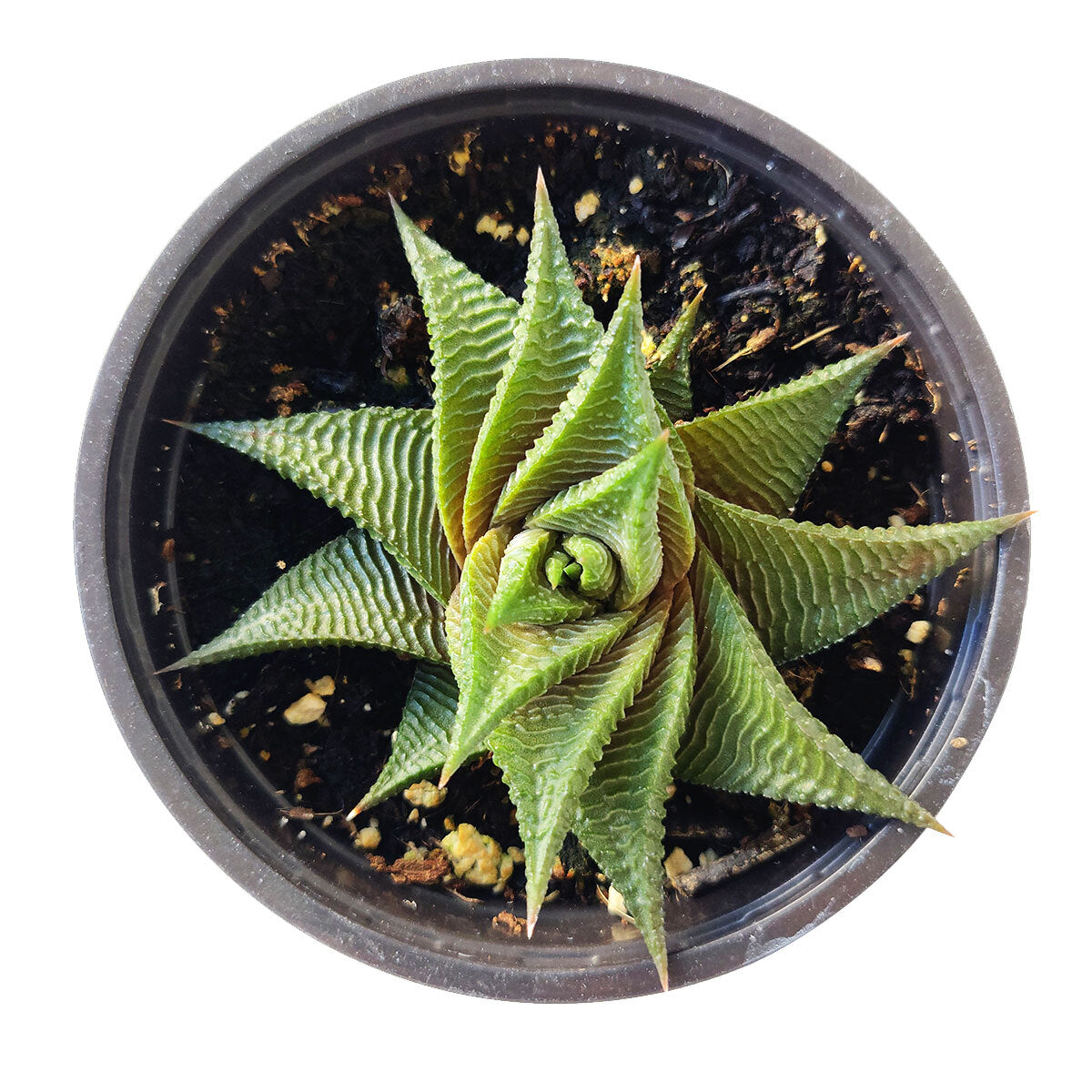 spiral succulent for sale Haworthia Limifolia 'Twister' Succulent - Spiraling Beauty & Easy Care