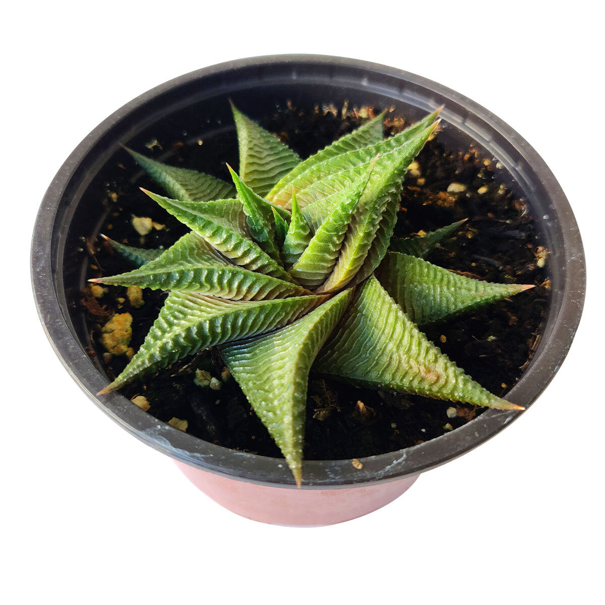 Haworthia Limifolia Twister, Haworthia Twister, Haworthia Succulent, Indoor Plant, Haworthia Zebra, Haworthia Limifolia, White Stripe Aloe, Short Houseplant, Aloe Succulent Plant, Twister Succulent, Limifolia Succulent, Star Succulent. indoor succulents