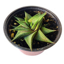 Haworthia Limifolia Twister, Haworthia Twister, Haworthia Succulent, Indoor Plant, Haworthia Zebra, Haworthia Limifolia, White Stripe Aloe, Short Houseplant, Aloe Succulent Plant, Twister Succulent, Limifolia Succulent, Star Succulent. indoor succulents.