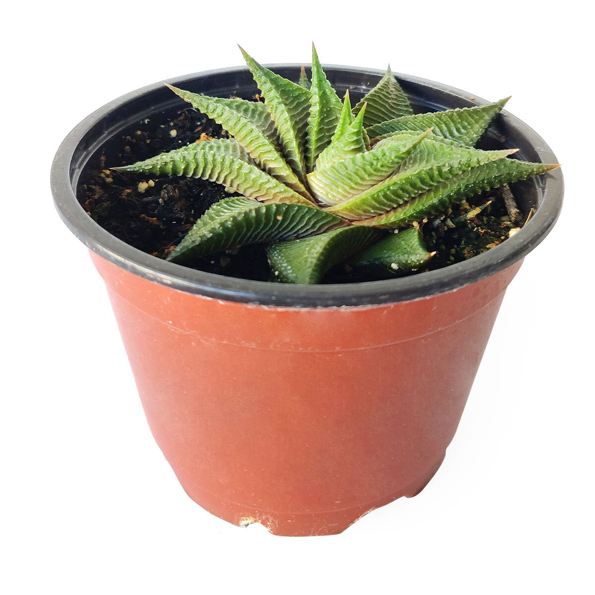 Haworthia Limifolia Twister, Haworthia Twister, Haworthia Succulent, Indoor Plant, Haworthia Zebra, Haworthia Limifolia, White Stripe Aloe, Short Houseplant, Aloe Succulent Plant, Twister Succulent, Limifolia Succulent, Star Succulent. indoor succulents