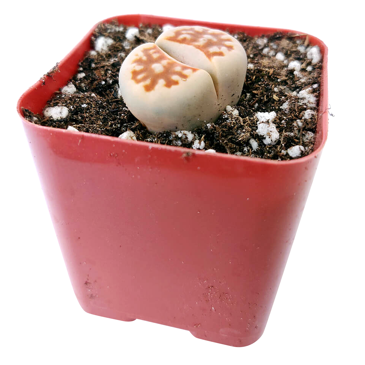 stone succulents for sale Lithops Living Stones Live Cactus - Easy To Grow Succulents