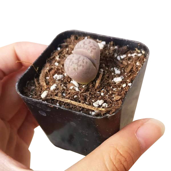 lithops succulents for sale Lithops Living Stones Live Cactus - Easy To Grow Succulents