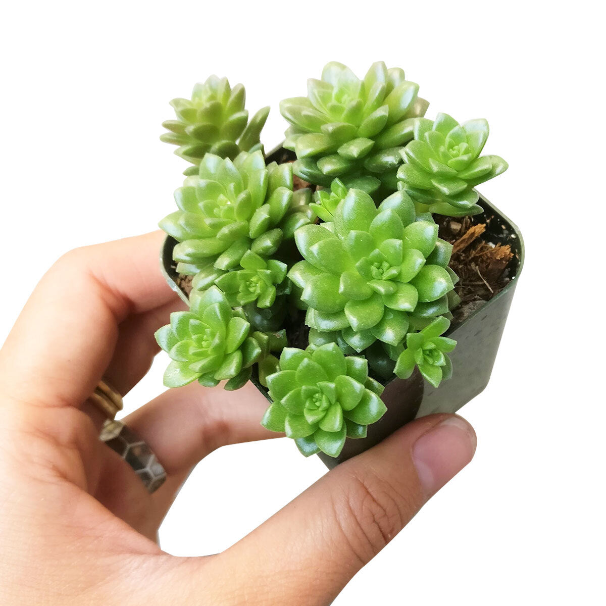 small green succulent Sedum Little Gem Cremnosedum Succulent