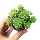 How to care for Sedum Little Gem Succulent, How to make your succulent pink, How to change succulent color, How to make Sedum Little Gem turn pink, Succulent turning pink, How to make succulents change color, How to grow colorful succulents
