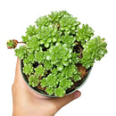 How to care for Sedum Little Gem Succulent, How to make your succulent pink, How to change succulent color, How to make Sedum Little Gem turn pink, Succulent turning pink, How to make succulents change color, How to grow colorful succulents