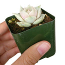 buy succulents online, succulent shop, succulent store, echeveria plant, indoor succulents