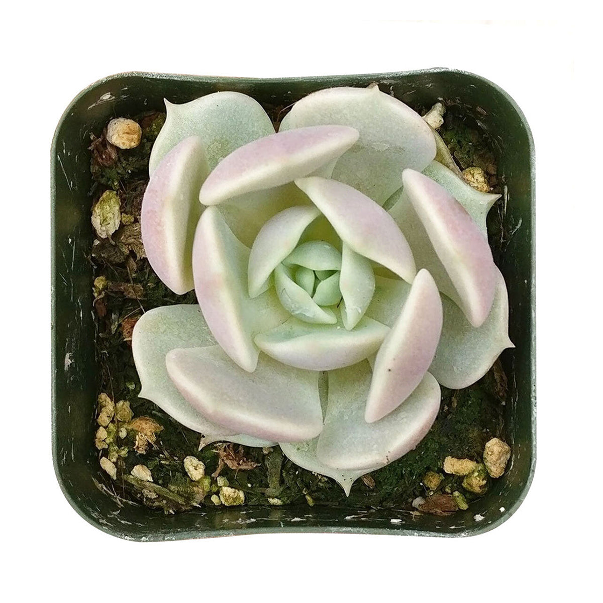 succulent echeveria lola Echeveria Lola Succulent