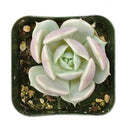 buy succulents online, succulent shop, succulent store, echeveria plant, indoor succulents
