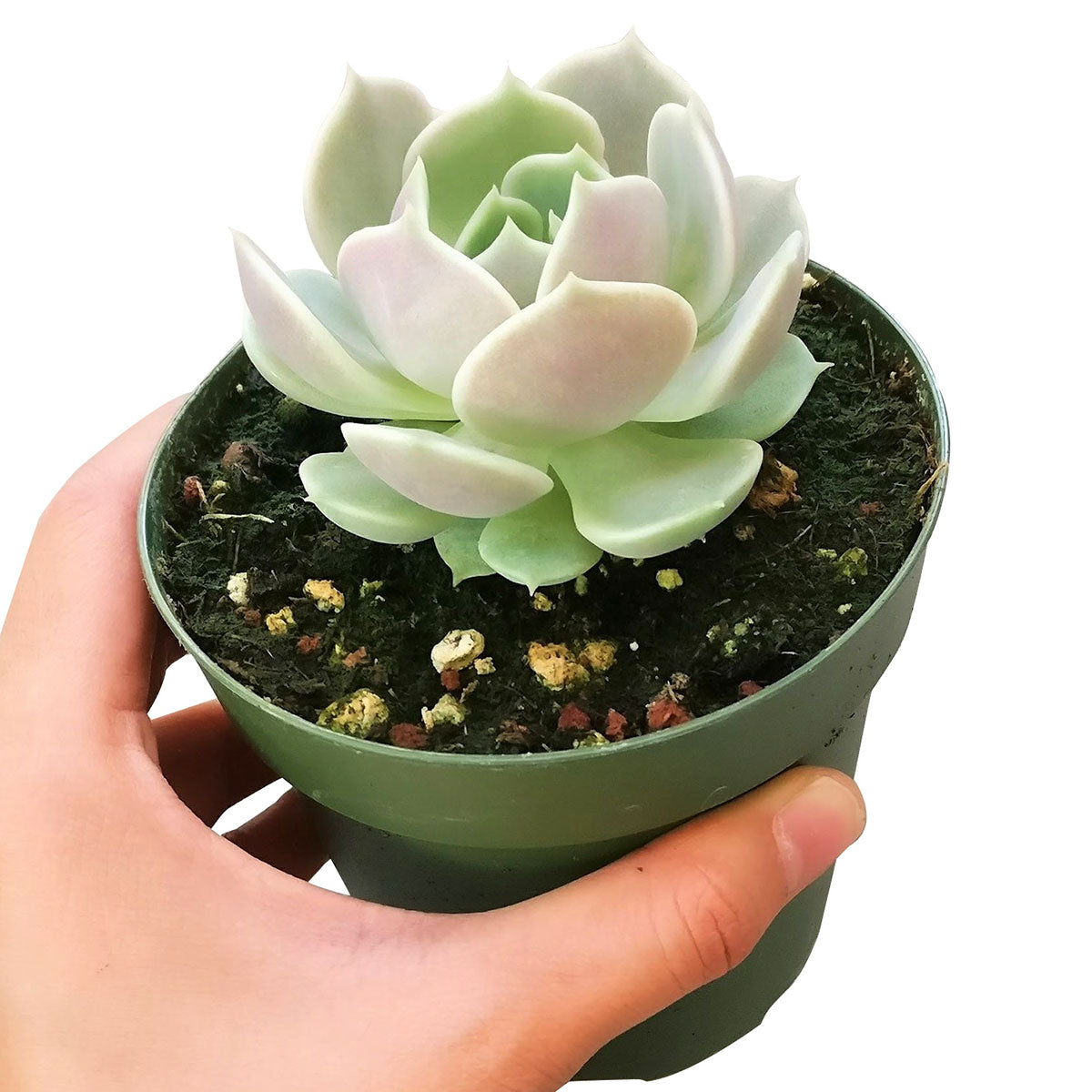 lola succulent plant Echeveria Lola Succulent