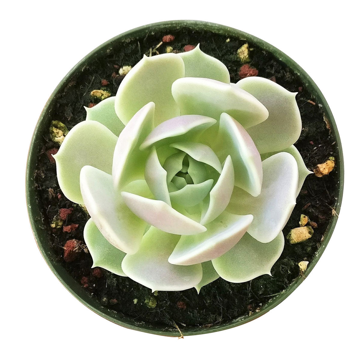 amazon succulent Echeveria Lola Succulent