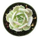 buy succulents online, succulent shop, succulent store, echeveria plant, indoor succulents