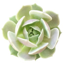buy succulents online, succulent shop, succulent store, echeveria plant, indoor succulents