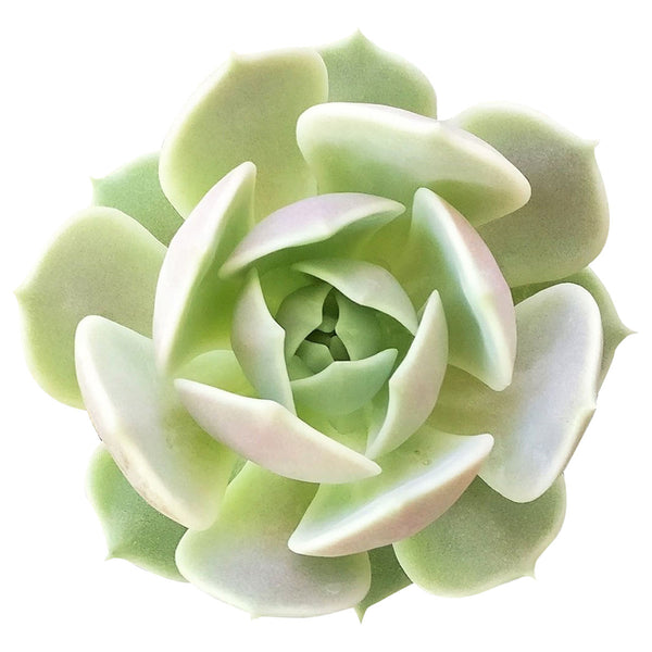 echeveria lola succulent Echeveria Lola Succulent - Rosette Succulents For Sale