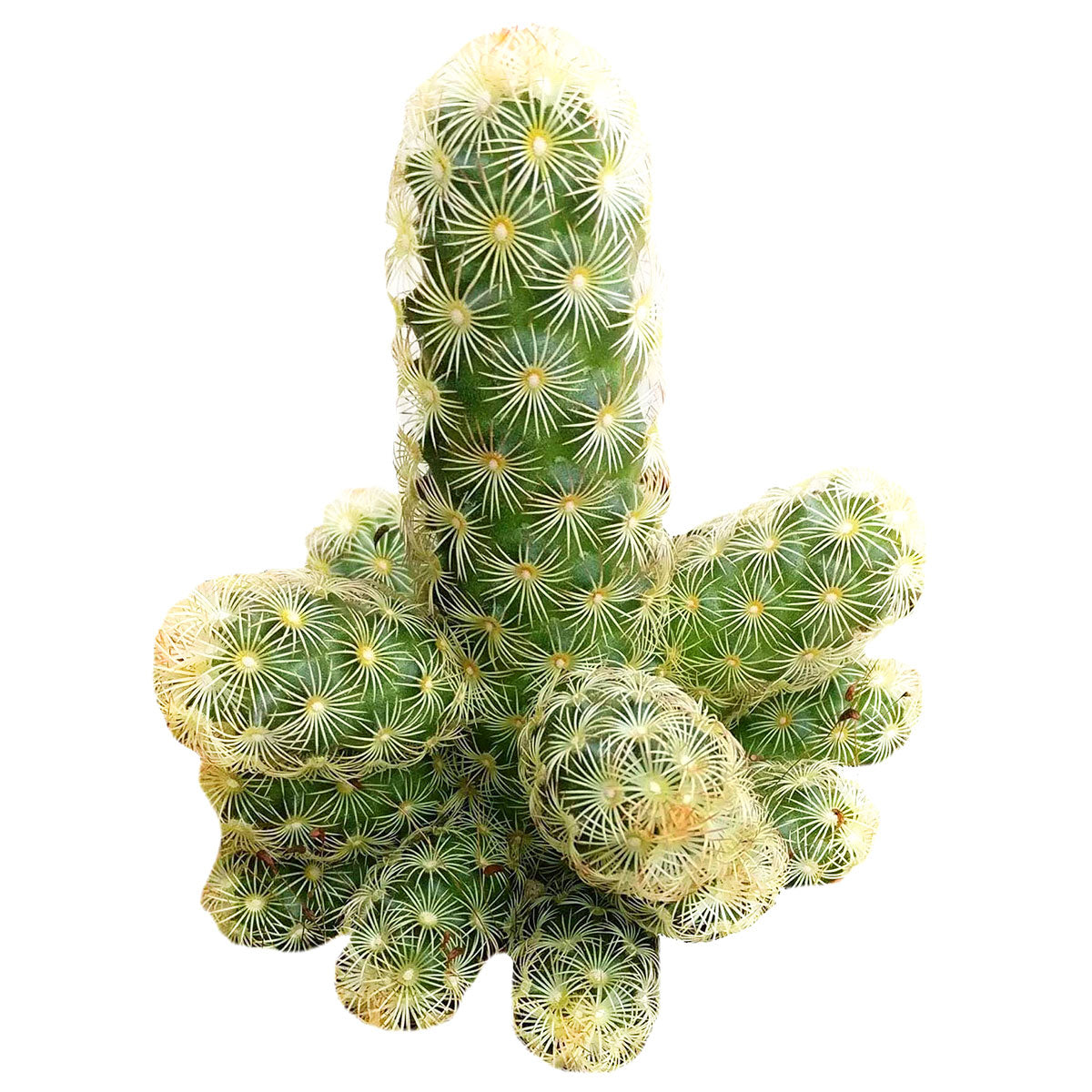 fingertips succulent Lady Fingers Cactus Mammillaria Elongata