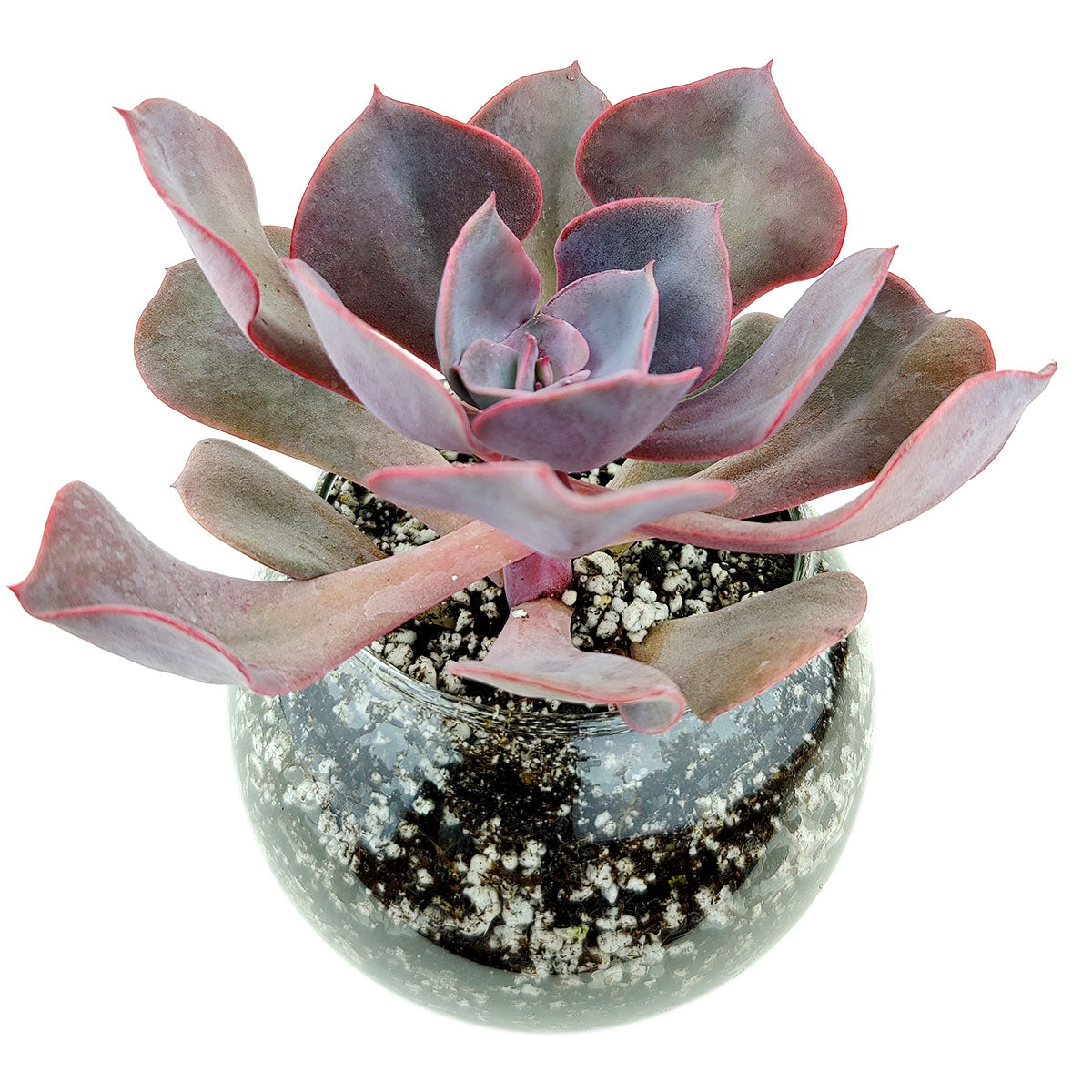 buy large succulents Large Glass Globe