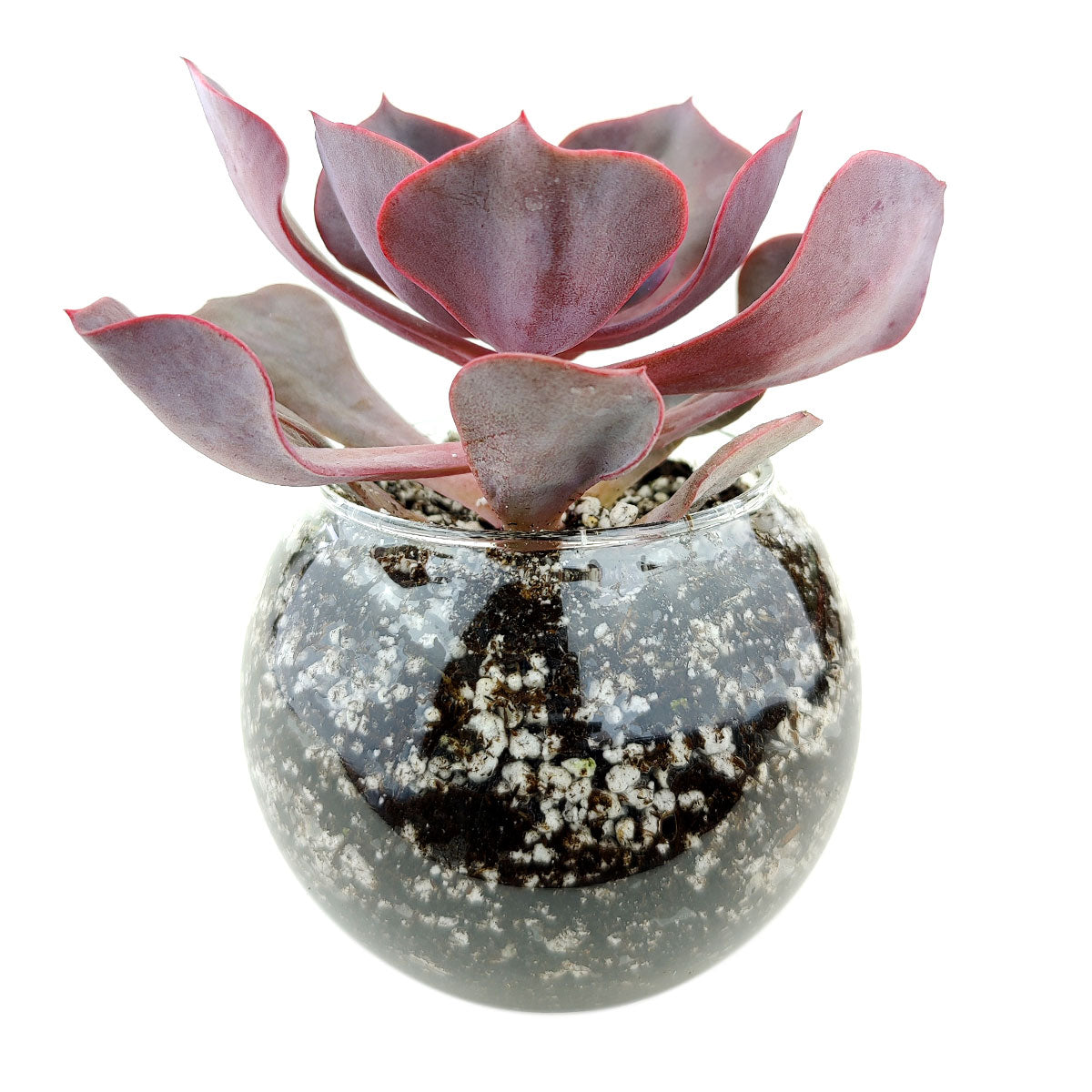 Large Glass Globe for sale, glass globe for home decor, glass globe succulent and cactus for sale, Succulent gift ideas