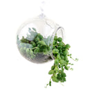 Large Hanging Terrarium Globe for sale, glass globe for home decor, glass globe succulent and cactus for sale, Succulent gift ideas