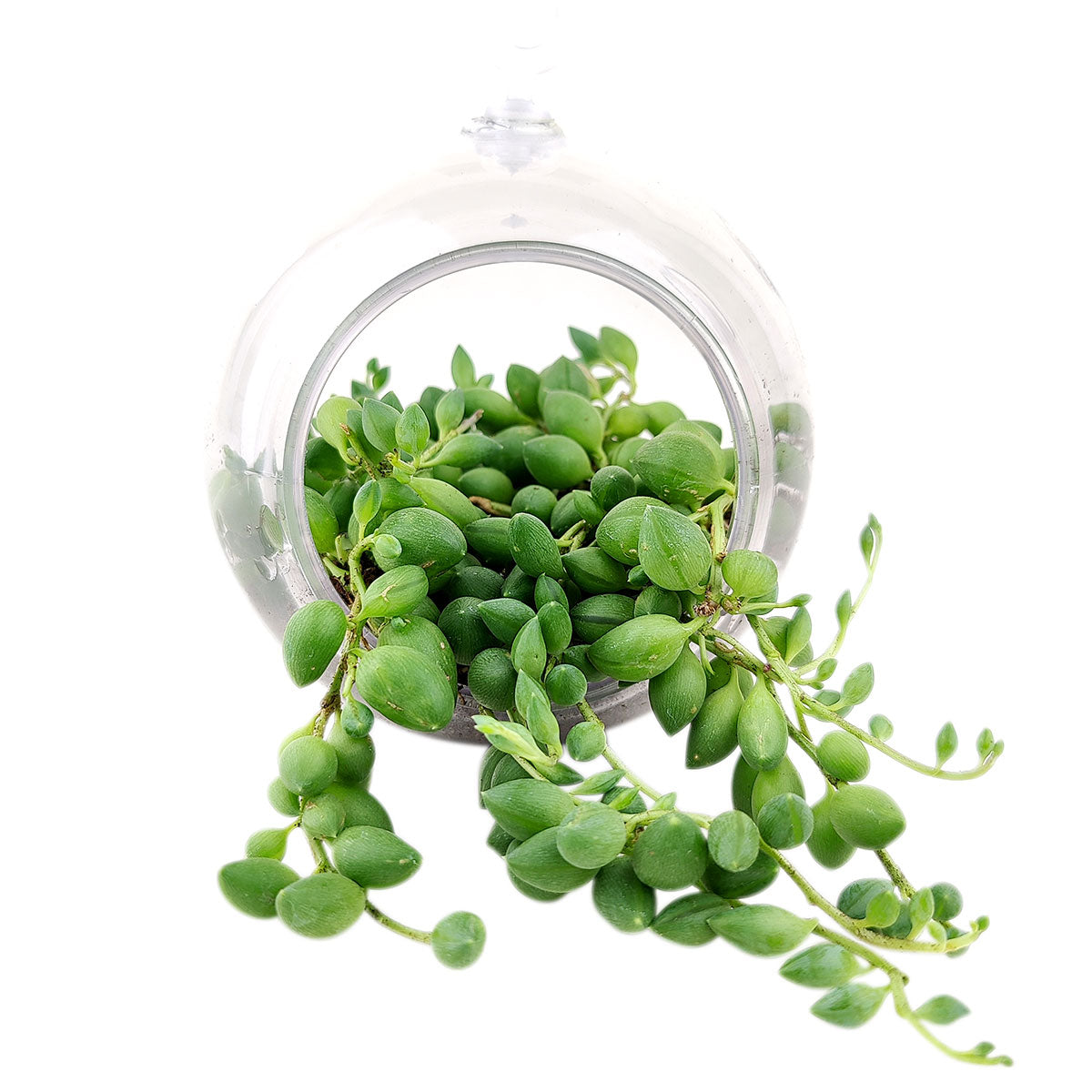 Large Hanging Terrarium Globe for sale, glass globe for home decor, glass globe succulent and cactus for sale, Succulent gift ideas