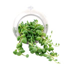 Large Hanging Terrarium Globe for sale, glass globe for home decor, glass globe succulent and cactus for sale, Succulent gift ideas