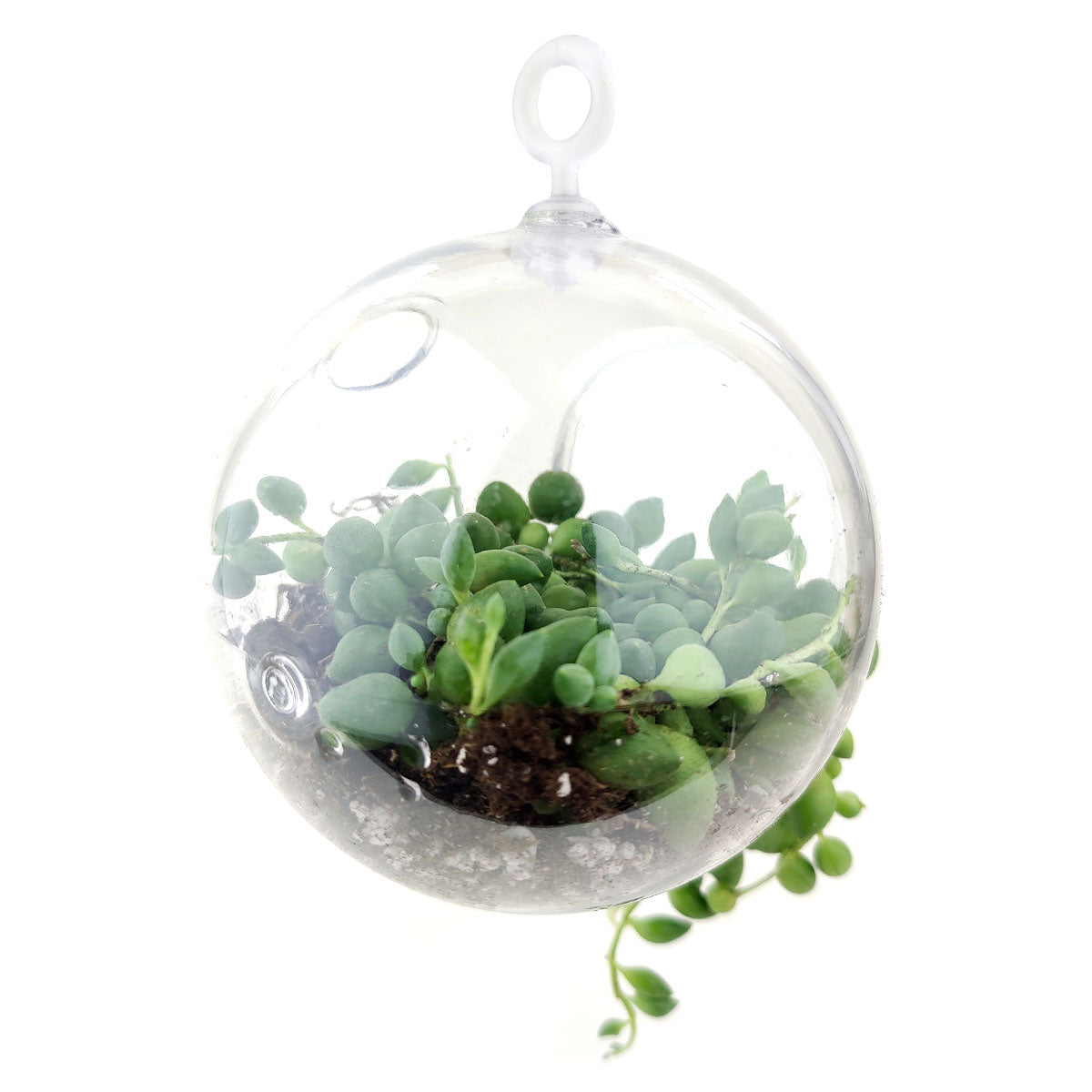 Large Hanging Terrarium Globe for sale, glass globe for home decor, glass globe succulent and cactus for sale, Succulent gift ideas