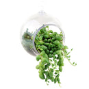 Large Hanging Terrarium Globe for sale, glass globe for home decor, glass globe succulent and cactus for sale, Succulent gift ideas