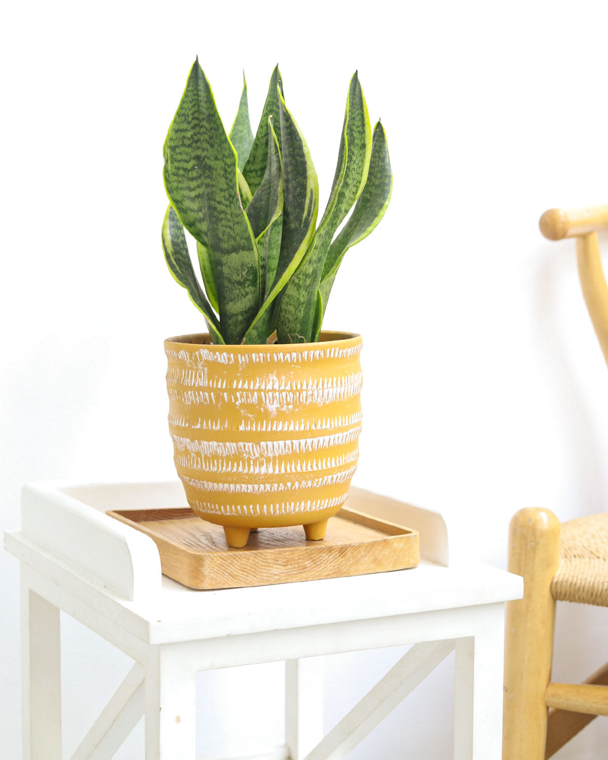 snake plant in stand Snake Plant Sansevieria Laurentii
