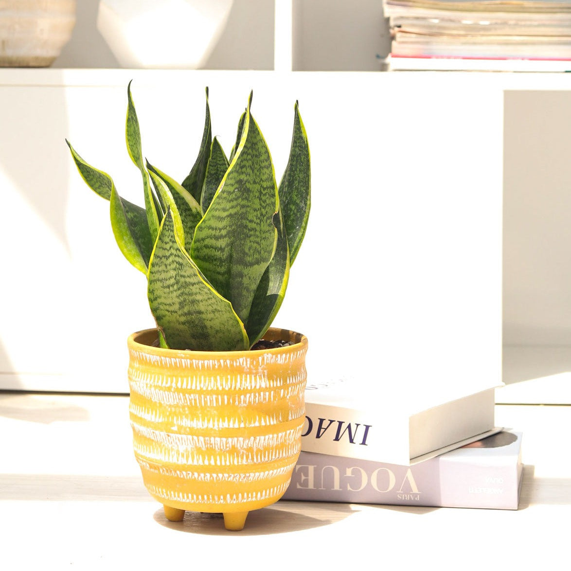 Snake Plant Sansevieria Laurentii 6 inch, Snake Plant Sansevieria Laurentii 6 inch for sale, buy Snake Plant Sansevieria Laurentii online