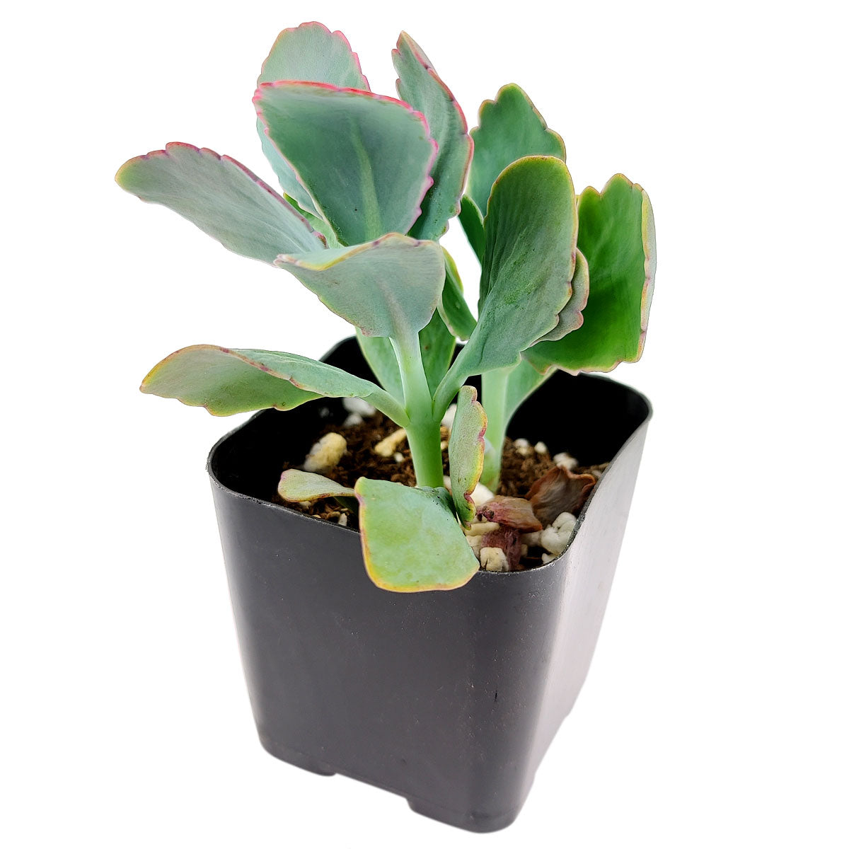 succulent with scalloped leaves Lavender Scallops Kalanchoe