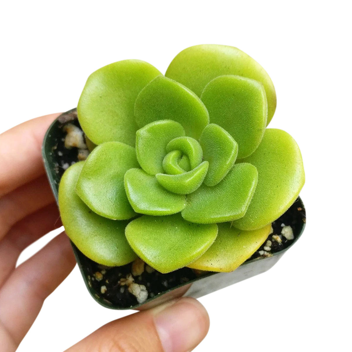 aeonium lily pad succulent care Aeonium Lily Pad Succulent with Care Guide