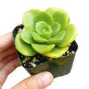 Aeonium Lily Pad, succulent plant, Succulents shop near me, how to grow succulents, monthly succulents, Succulents, succulent care guide, cactus, indoor succulents, Aeonium Lily Pad in California